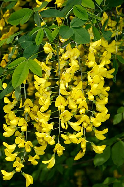 Laburnum anagyroides