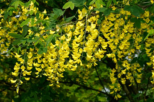 Laburnum anagyroides