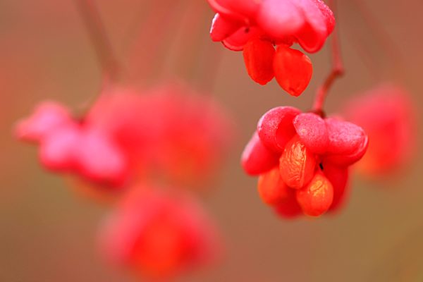 Euonymus europaeus