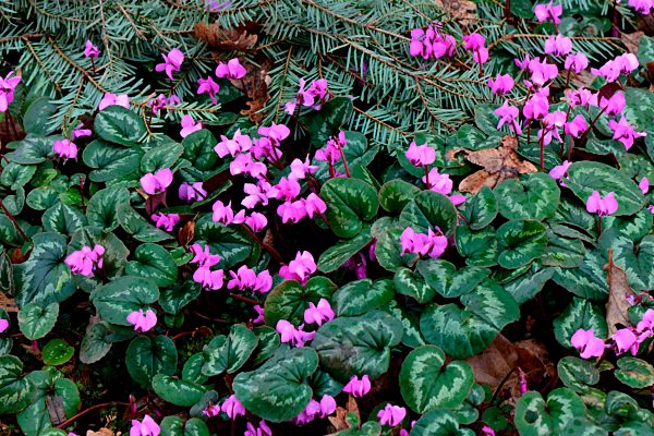 Cyclamen coum caucasicum