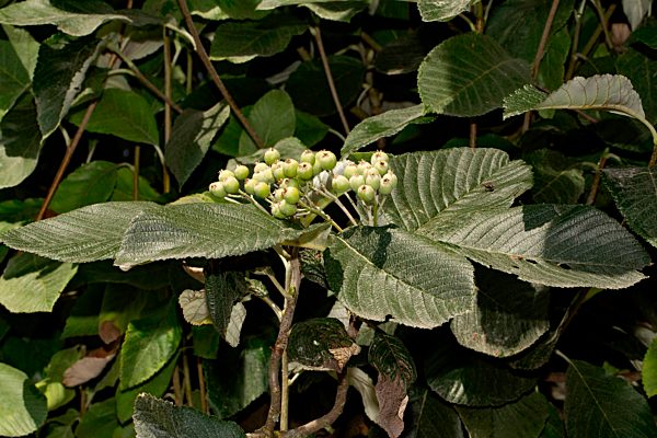 Sorbus aria