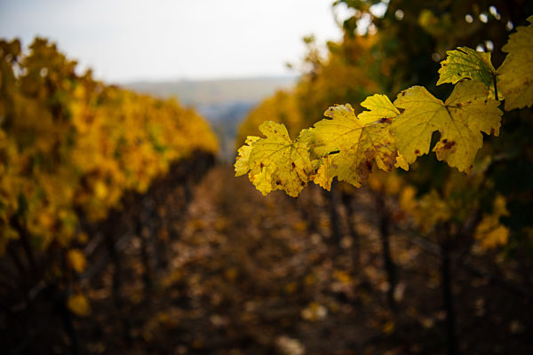 Autumn vineyards