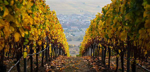 Herbstliche Weinberge