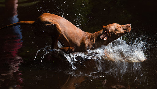 Junger Magyar Vizsla springt in See