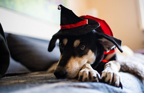 Hunde Halloween-Kostüm