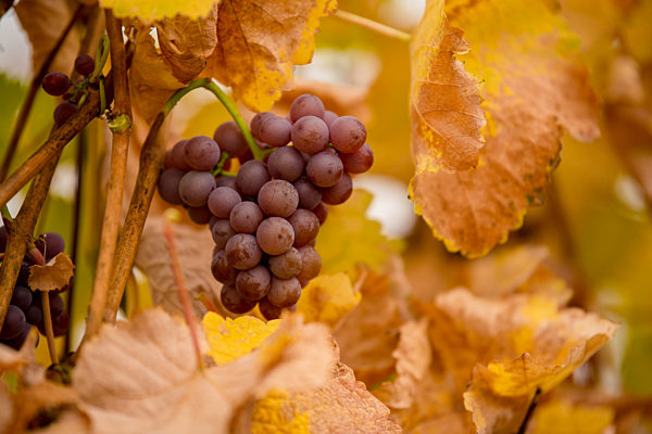 Herbstliche Weinberge