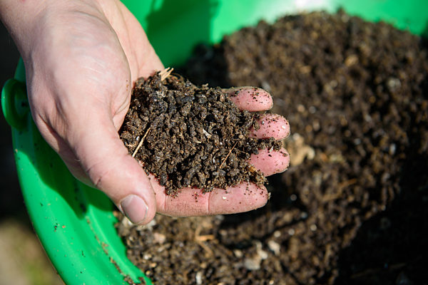 Fledermauswein aus Unterfranken