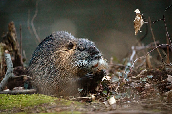 Nutria auf Nahrungssuche