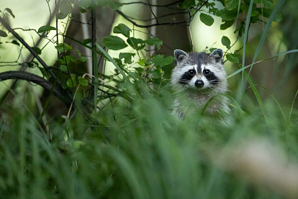 Waschbären am Schlafplatz