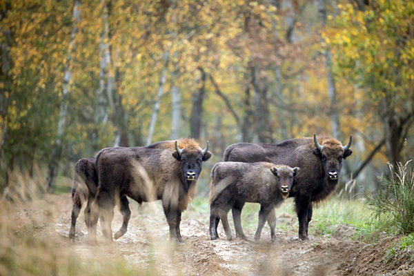 Wisente in der Döberitzer Heide