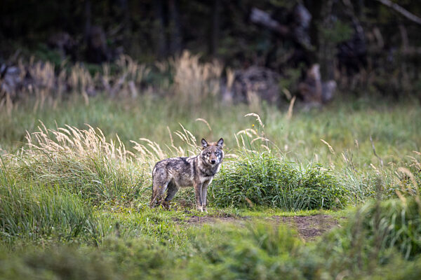 Wolf in freier Natur