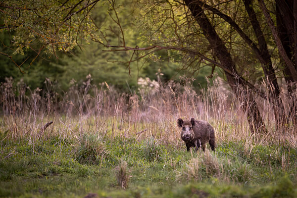 Wildschwein in freier Natur