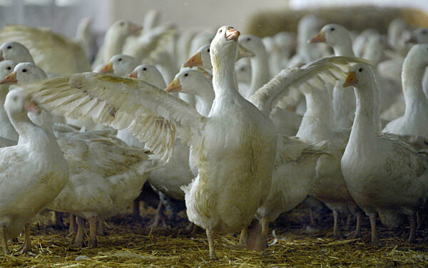 Wermsdorf, Deutschland, Gefluegelfarm
