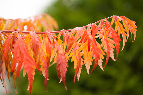Buntes Herbstlaub in München, 2019