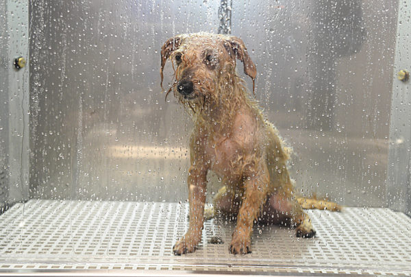 Hundewaschsalon in München, 2020