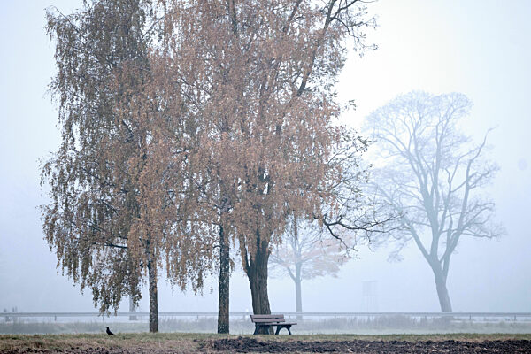 MINTRACHING:  Herbstliche Baumgruppe im Herbstnebel mit Bankerl und "Nebel-"Krähe, 2021
