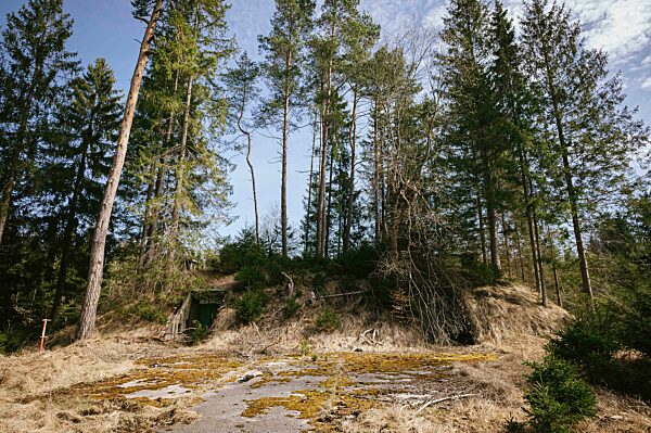 Forst bei Brunnthal, 2022