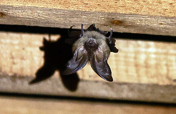Fledermäuse in der Kirche St. Margareth in Günzelhofen, 2023