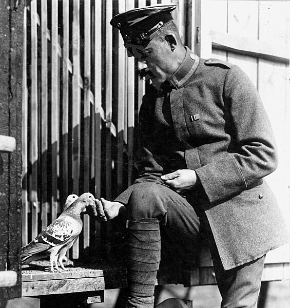 Deutscher Soldat füttert Brieftauben, 1918