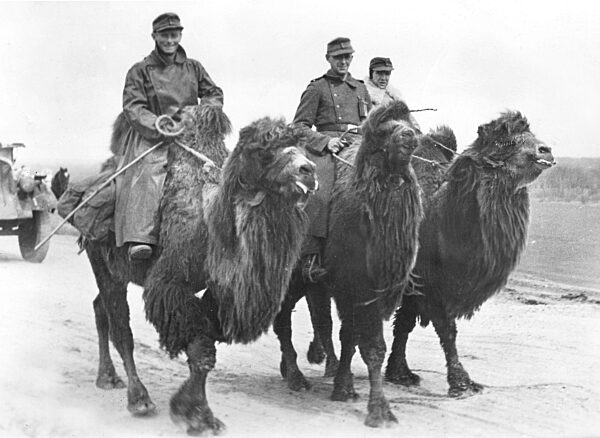 Deutsche Soldaten auf Kamelen, 1944