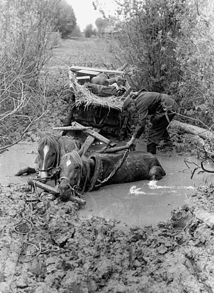 German Soldier with a Horse Carriage at the Eastern Front, 1941