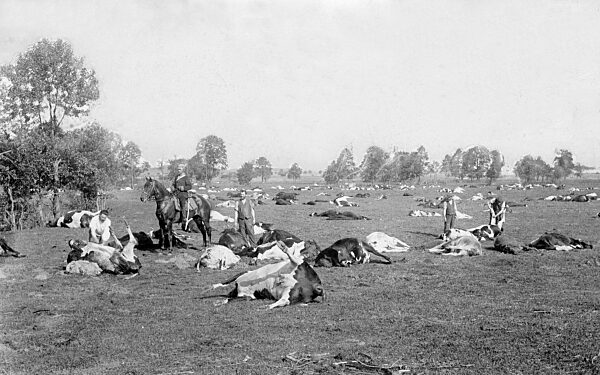 Dead cows after the Russian retreat, 1915