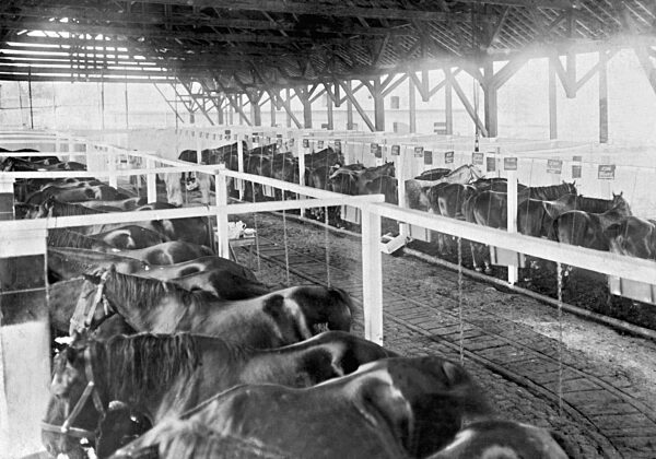 Szene aus einem Pferdelazarett, 1918