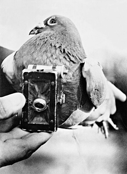 Brieftaube mit Fotoapparat aus dem Ersten Weltkrieg