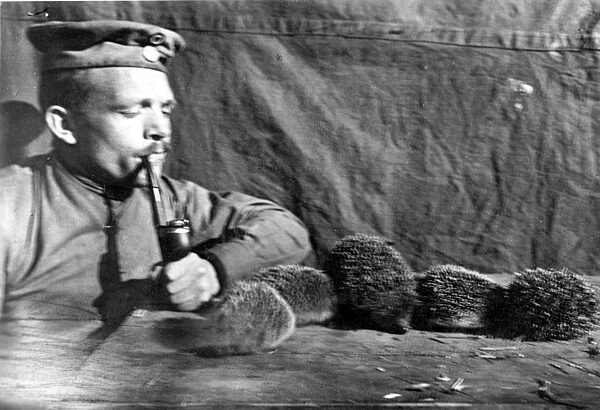 Soldier looking at hedgehogs, 1916