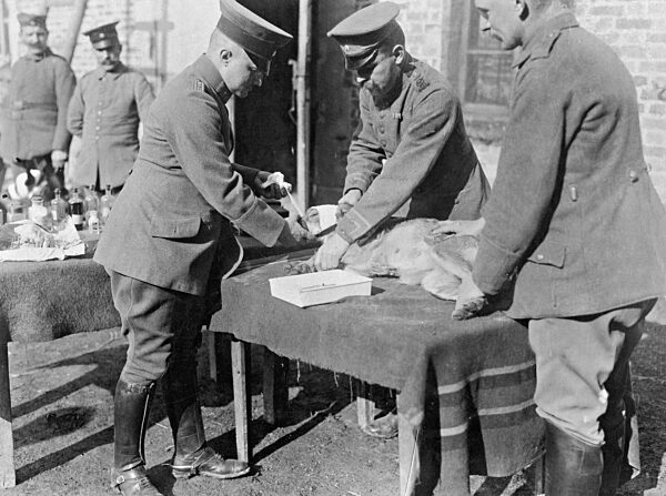 Verbinden eines verletzten Meldehundes, 1918