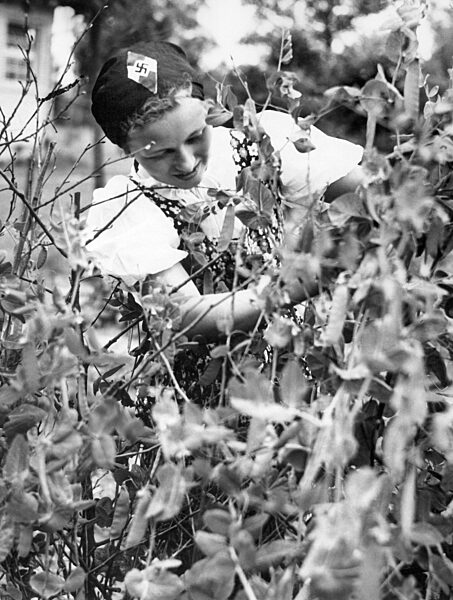 BDM girl picking beans, 1939