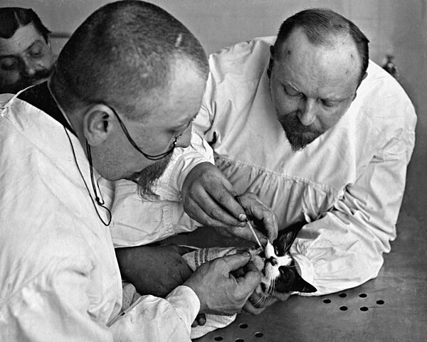 Cat at the veterinarian, 1908