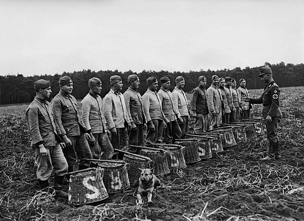 Labour Service men help with the potato harvest, 1936