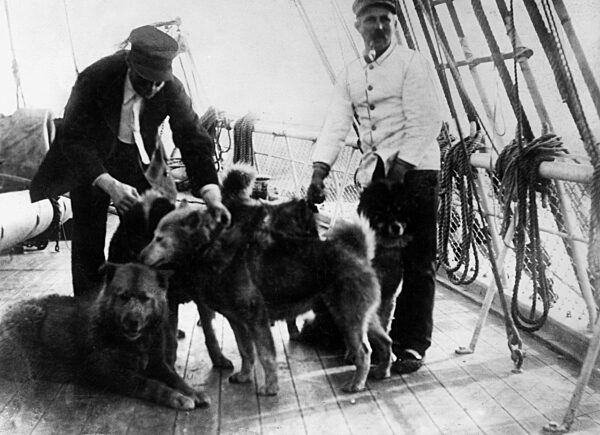 Amundsen's sledge dogs, 1912