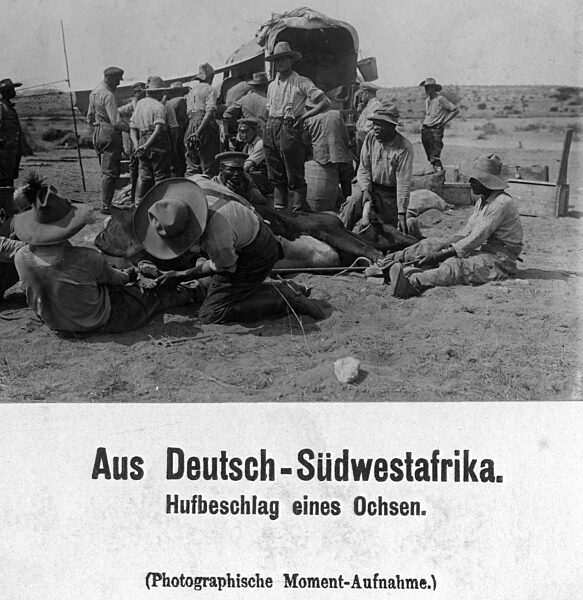 Hoof fitting on an ox in German Southwest Africa, 1905