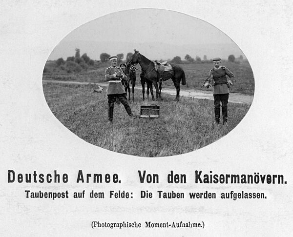 Pigeon post during the imperial manoeuvres, 1905