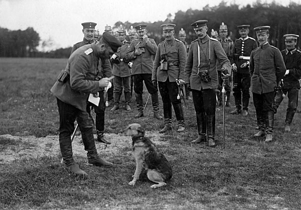 Hund im Manöver, um 1900