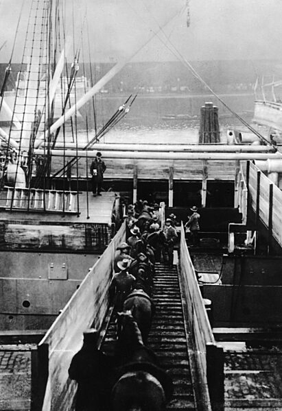 Horse shipping to southwest Africa, 1904