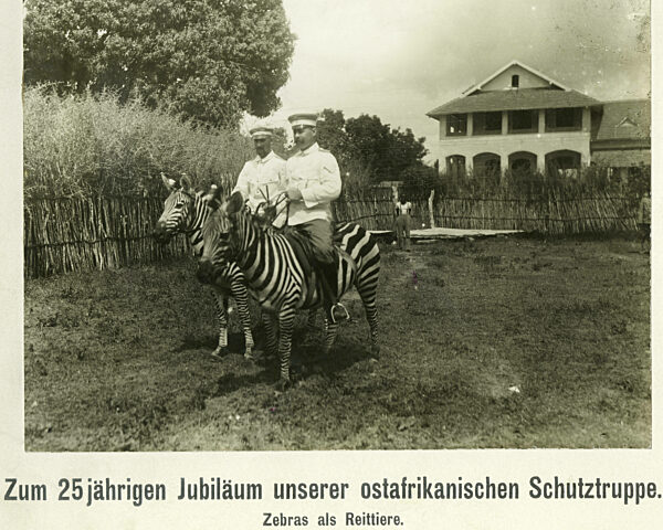 Zebras als Reittiere in Deutsch-Ostafrika, 1914