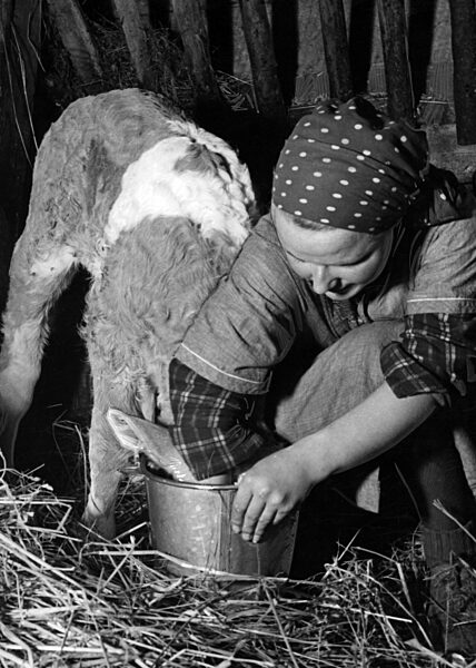 Landjahrmädel bei der Stallarbeit, 1940