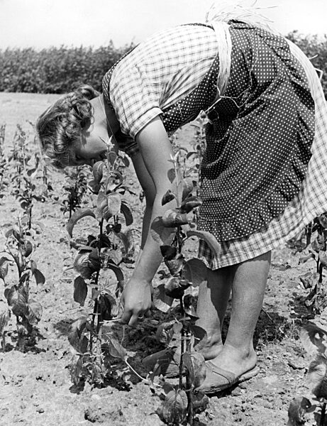 Landjahrmädel des BDM bei der Arbeit in einer Baumschule, 1939