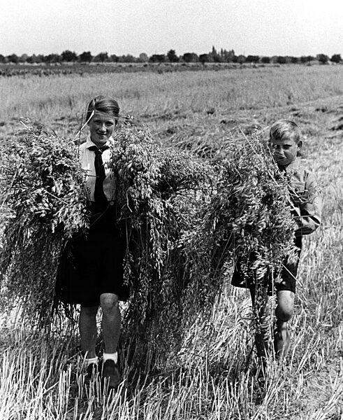 Landdienstjugend bei der Ernte, 1939