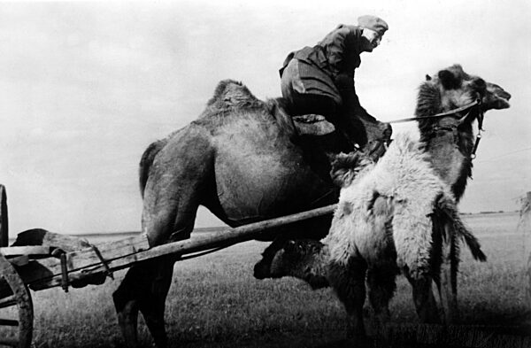 Dromedar als Lastentier für den Wassertransport, 1942