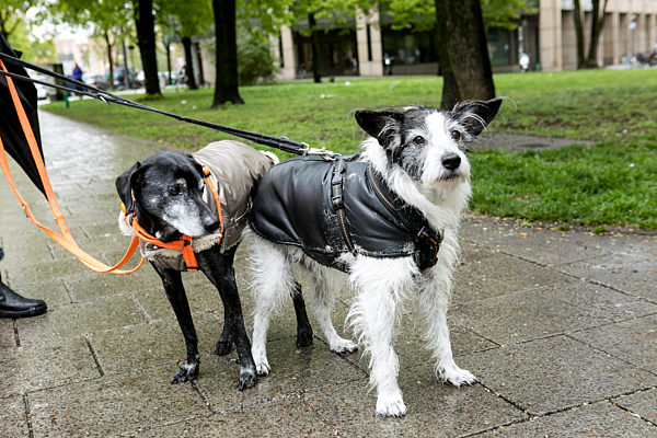 Hunde mit Mantel in München, 2017
