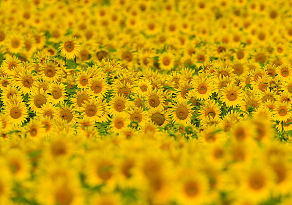 Sonnenblumen