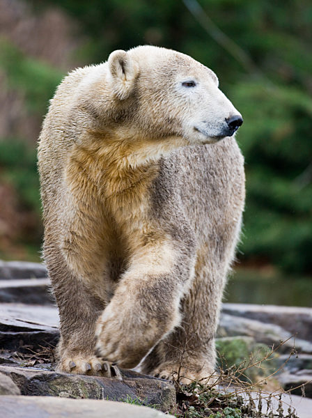 Eisbär Knut läuft mit schmutzigem Fell durch sein Gehege im Berliner Zoo...