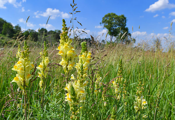 Landschaft am Grenzfluss Oder