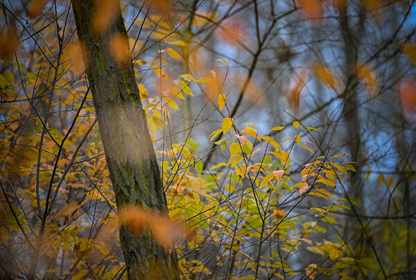 Spätherbst in der Natur