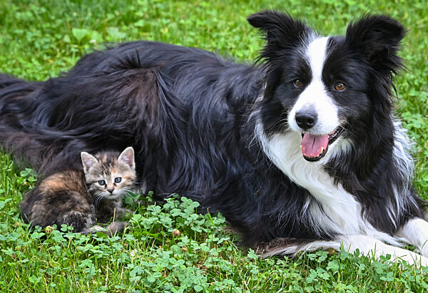 Hund und Kätzchen