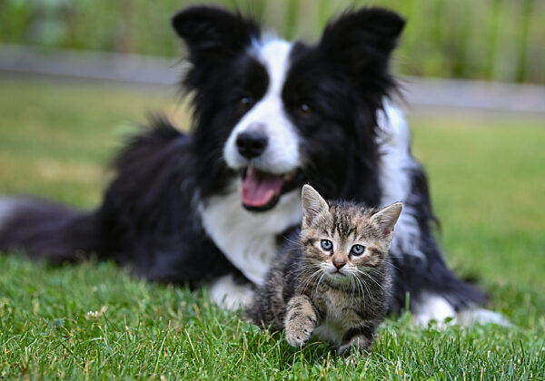 Hund und Kätzchen